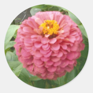 Pink Zinnia Runder Aufkleber