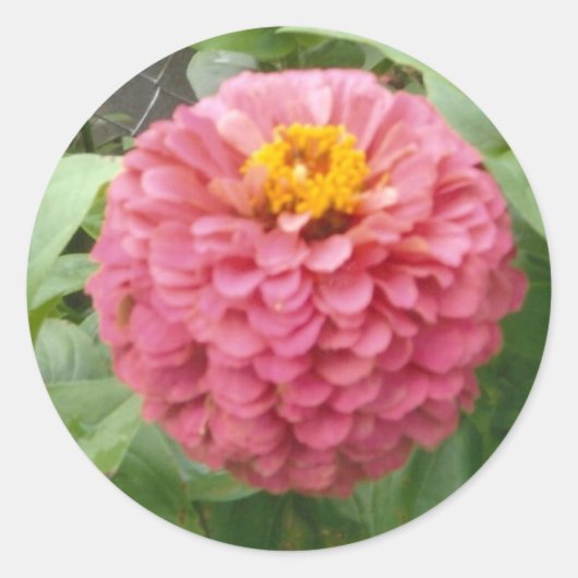 Pink Zinnia Runder Aufkleber (Vorderseite)