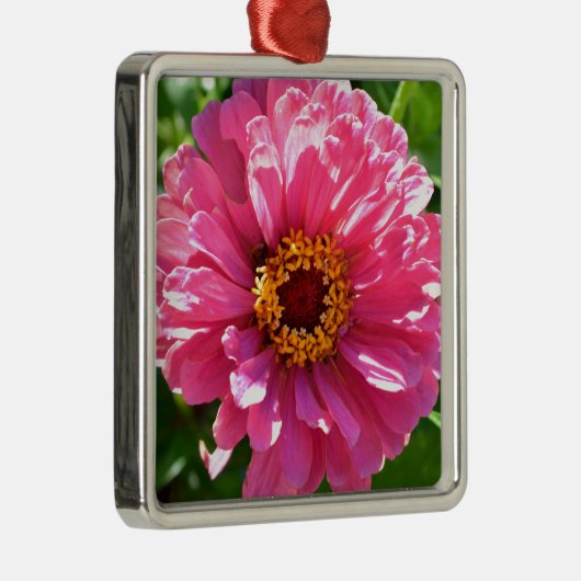 Pink Zinnia Silbernes Ornament (Rechts)