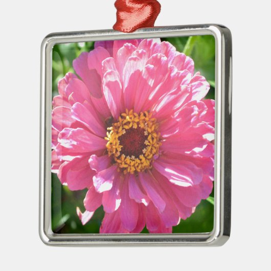 Pink Zinnia Silbernes Ornament (Links)