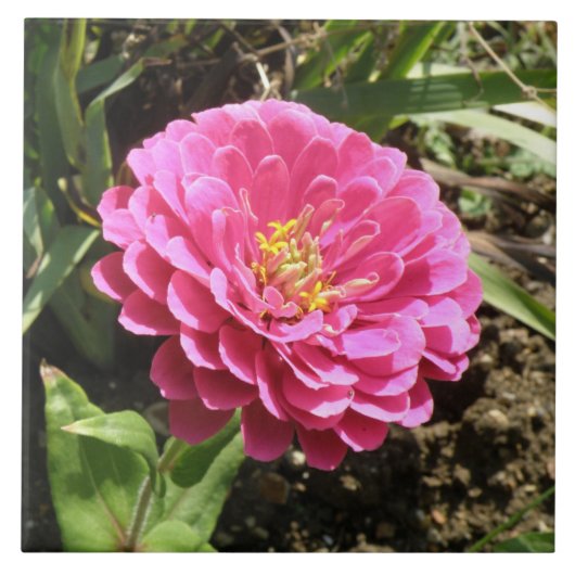 Pink Zinnia Tile Fliese (Vorderseite)