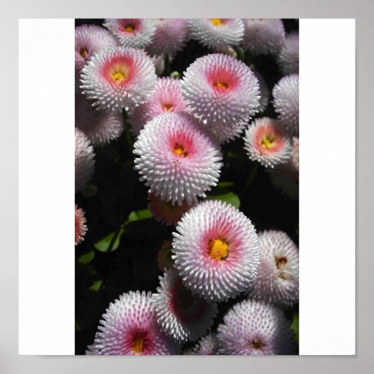 Pinkbälle Poster (Vorne)