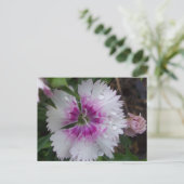 PINKDIANTHIE POSTKARTE (Stehend Vorderseite)