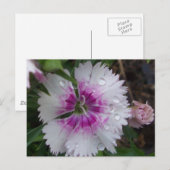 PINKDIANTHIE POSTKARTE (Vorne/Hinten)