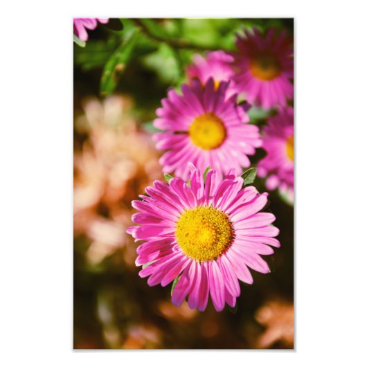Pinke Blumen Fotodruck (Vorne)