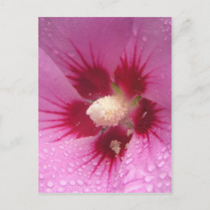 Pinke Blumen Postkarte