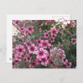 Pinke Blumen Postkarte (Vorne/Hinten)