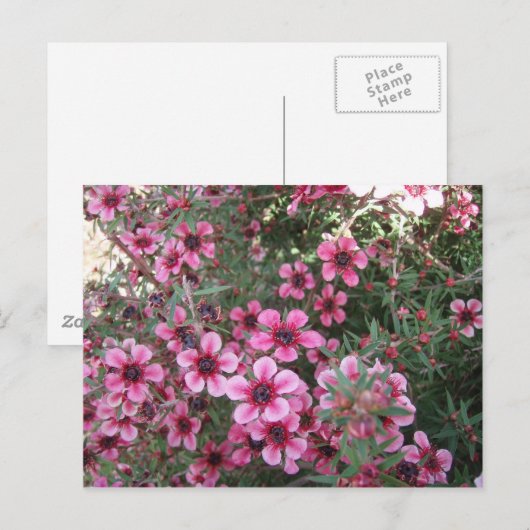 Pinke Blumen Postkarte (Vorne/Hinten)