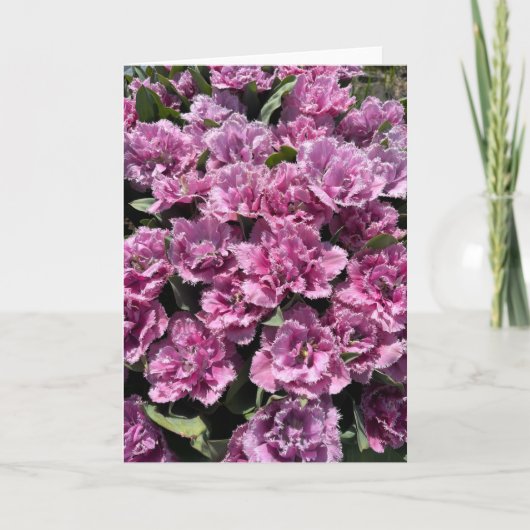 Pinke, Fingerhüfte, Mitteilungskarten (Vorderseite)