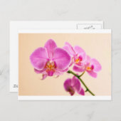 Pinke Orchidee Postkarte (Vorne/Hinten)