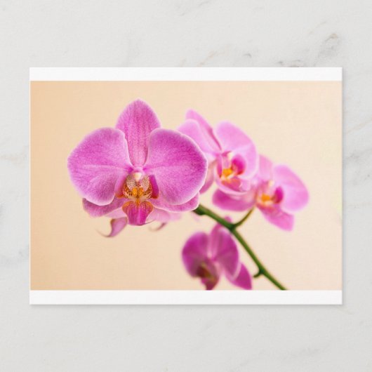Pinke Orchidee Postkarte (Vorderseite)