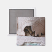 Pinkeln des Magneten von Tom Magnet (Vorderseite/Rückseite)