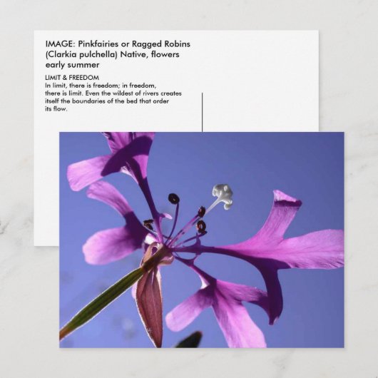 PINKFAIRIES POSTKARTE (Vorne/Hinten)