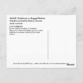 PINKFAIRIES POSTKARTE (Rückseite)