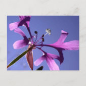 PINKFAIRIES POSTKARTE (Vorderseite)