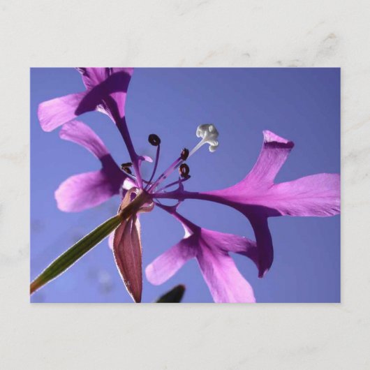 PINKFAIRIES POSTKARTE (Vorderseite)