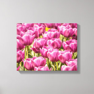 Pinkfarbene Tulpe - Leinwand