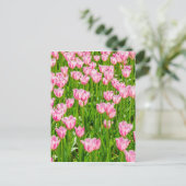 Pinkfarbene Tulpenfelder Postkarte (Stehend Vorderseite)