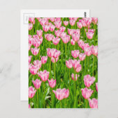 Pinkfarbene Tulpenfelder Postkarte (Vorne/Hinten)