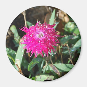 Pinkfarbener Blumen-Fotomagnet Magnet