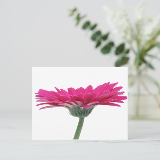 Pinkgerbera-Gänseblümchen Postkarte (Stehend Vorderseite)