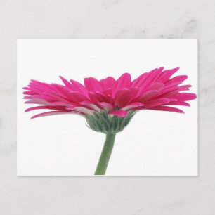 Pinkgerbera-Gänseblümchen Postkarte