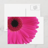 PinkGerbera Postkarte (Vorne/Hinten)