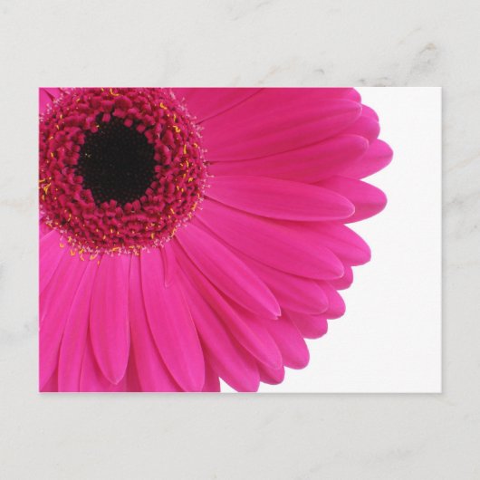 PinkGerbera Postkarte (Vorderseite)