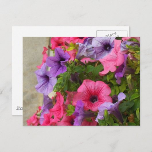 Pinks Postkarte (Vorne/Hinten)