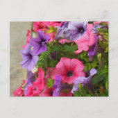 Pinks Postkarte (Vorderseite)