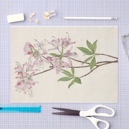 Pinkshell Azalea von Mary Vaux Walcott Seidenpapier (Handwerk)