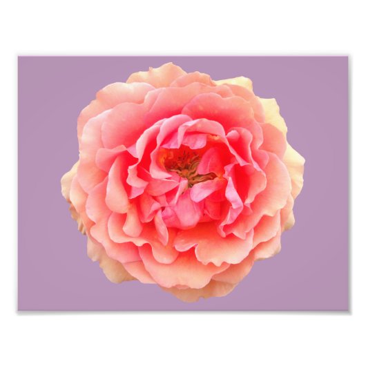 Pinky Kodak Proffessional Foto Paper (Satin) (Vorne)