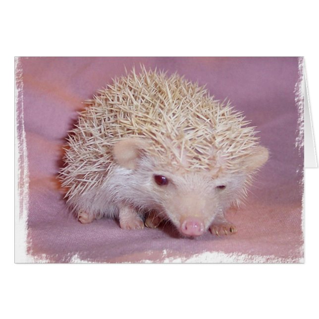 Pinky the Igel (Vorderseite (Horizontal))