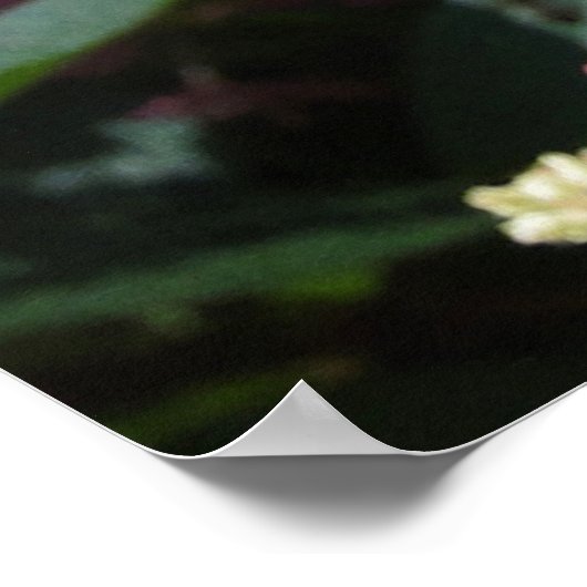 Pinky Winky Hydrangea blühender Shrub Poster (Ecke)