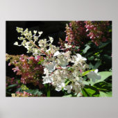 Pinky Winky Hydrangea blühender Shrub Poster (Vorne)