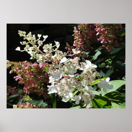 Pinky Winky Hydrangea blühender Shrub Poster (Vorne)