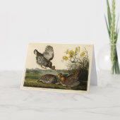 Pinnated Grouse Karte (Vorderseite)