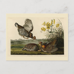 Pinnated Grouse Postkarte