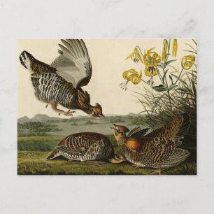 Pinnated Grouse Postkarte