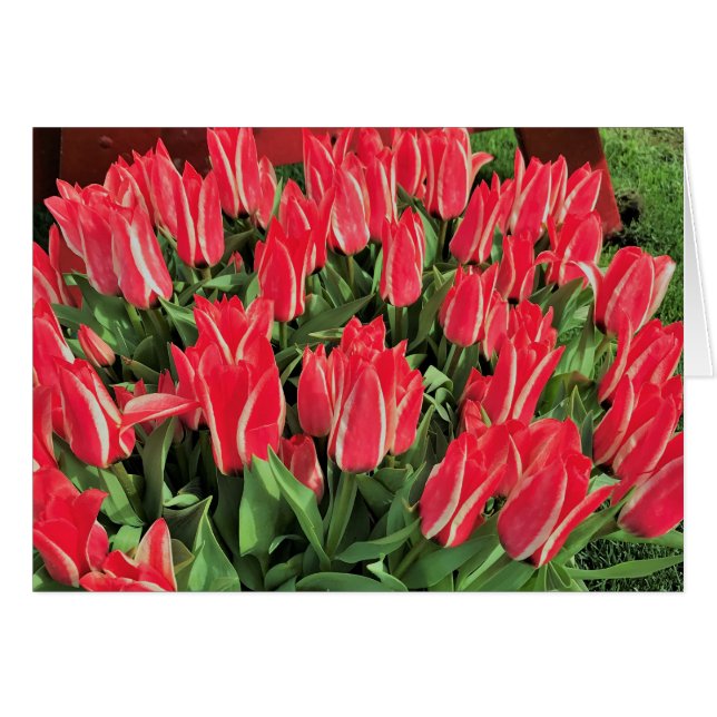 Pinocchio Tulips (Vorderseite (Horizontal))