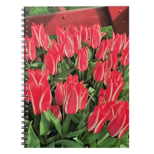 Pinocchio Tulips Notizblock (Vorderseite)