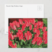 Pinocchio Tulips Postkarte (Vorne/Hinten)