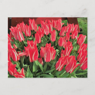 Pinocchio Tulips Postkarte
