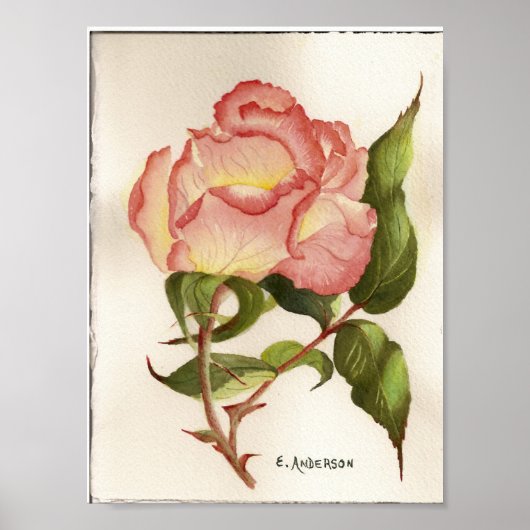 Pinsel und Pfirsichfarben Blume botanische Aquarel Poster (Vorne)