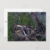 Pinselspitze Postkarte (Vorne/Hinten)