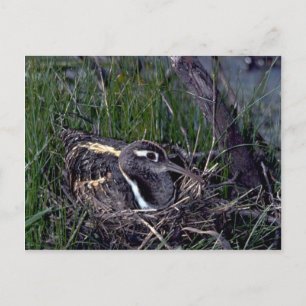 Pinselspitze Postkarte