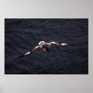 Pintado (Cape) Petrel im Flug Poster