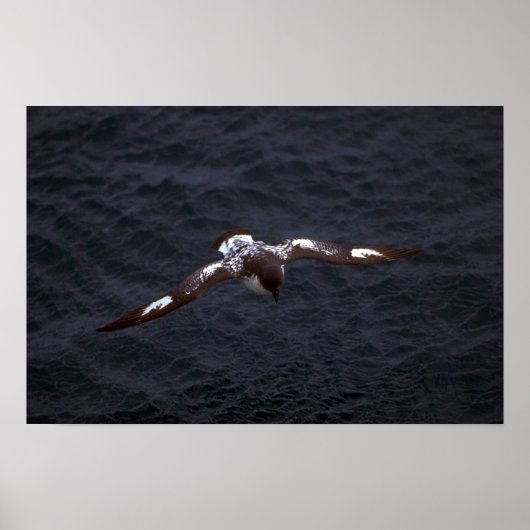 Pintado (Cape) Petrel im Flug Poster (Vorne)