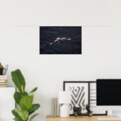 Pintado (Cape) Petrel im Flug Poster (Heimbüro)