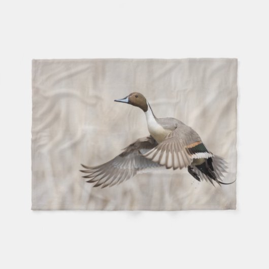 Pintail Drake Taking Fleecedecke (Vorderseite (Horizontal))